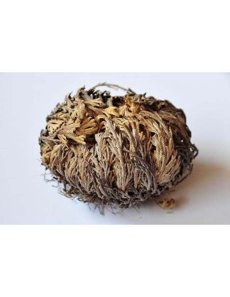 Comprar Rosa de Jericó - Unidad - Granada Tea Company