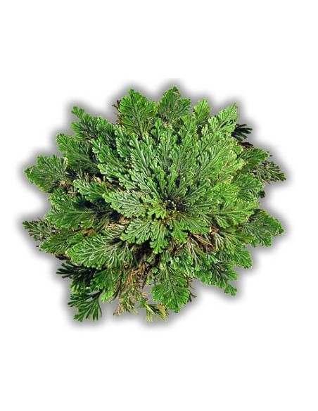 Comprar Rosa de Jericó - Unidad - Granada Tea Company