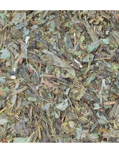 Té Verde Sencha Menta