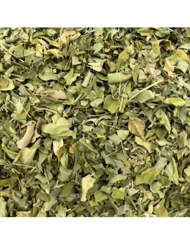 Moringa hoja cortada
